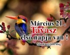 Március 21 . Tavasz első napja van !