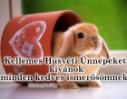 Kellemes Húsvéti Ünnepeket kívánok minden kedves ismerősömnek !