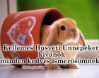 Békés, boldog húsvéti ünnepeket kívánok minden kedves ismerősömnek !