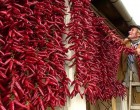 Miért jó, ha csíp a paprika?Az igazi erős paprika gyógyhatásai