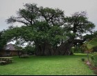 Kocsma a világ legnagyobb baobab fájában