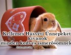 Békés, boldog húsvéti ünnepeket kívánok minden kedves ismerősömnek !