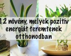 12 NÖVÉNY, MELYEK POZITÍV ENERGIÁT TEREMTENEK OTTHONODBAN