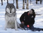 Egy óriási farkas ül a lány mellett -nézze meg mi történik, amikor a lány megfordul