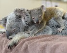 Az életmentő műtét alatt is a koala mamával maradhatott a kicsinye