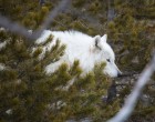 El kellett altatni a Fehér Hölgyet, Yellowstone leghíresebb fehér farkasát