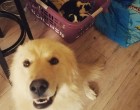 Istállótűzben elveszítette kölykeit a Golden Retriver