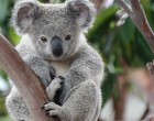 Lazán besétált a vacsorázók közé a cuki koala – videó