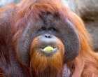 Meghalt Chantek, a jelnyelvet beszélő orangután