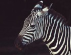 Újszülött zebra bébi a Fővárosi Állatkertben