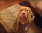 Roxy a kis pitbull egyáltalán nem örül hogy gazdája késő éjjel jön haza és ezt el is mondja