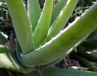 Gyógyíthatatlannak mondott bőrbajokat kezel az aloe vera: ekcéma, pikkelysömör, allergia