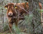 A tehenet a vágóhídra akarták szállítani de megszökött és most az erdőben bujkál