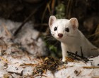 Amikor elmész kirándulni és összefutsz egy hermelinnel - cuki fotók