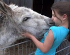 A kislány minden nap meglátogatja a szamarat - az állat reakciója igazán megható