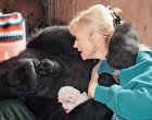 Ezt üzente az emberiségnek Koko, a most elhunyt “beszélő” gorilla – videón