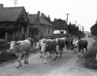 Örülök hogy abban az időben voltam gyerek, ittuk a tejet, ettük a mosatlan gyümölcsöt, paradicsomot koszosak voltunk jókat játszottunk. A mai gyerekeknek szerintem ez hiányzik!