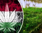 Magyarországon is legalizálhatják végre az orvosi kannabiszt: elsöprő támogatás, hamarosan engedélyezhetik?