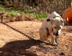 Tilos láncra verni a kutyákat ! Itt a rendelet a kutyák tartós láncon tartásának tilalmáról