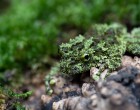 Igazi ritkasággal, az álcázás mestereivel bővült a Debreceni Állatker