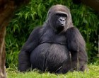 Meghalt a világ legidősebb fogságban élő gorillája