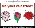 Bökj rá egy rózsára, és tudj meg mindent az életedről: Sok mindent elárul rólad!