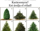 Te melyik fát vinnéd haza Karácsonyra? Ezt árulja el rólad!