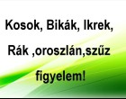 Kosok, Bikák, Ikrek,Rák ,oroszlán,szűz figyelem! mai horoszkóp -HÉTFŐ