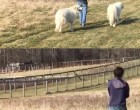 Tanyasi nő a kutyáit sétáltatja, de figyeld mi bukkan elő a következő pillanatban 😮👇