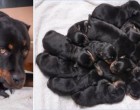 A rottweiler éjszaka elleni kezd - a 5. kölyök születése után gazdáját váratlan meglepetés éri